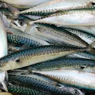 ikan kembung