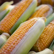 jagung manis