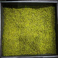 kacang hijau