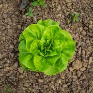 selada