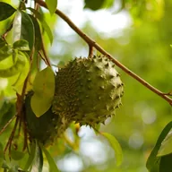 sirsak